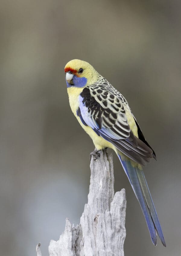 A wild Crimson (yellow) Rosella perches on a snag