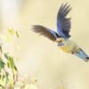 A wild Crimson (yellow) Rosella in flight