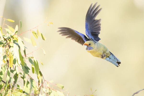 A wild Crimson (yellow) Rosella in flight
