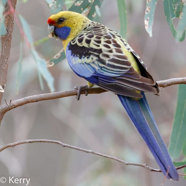 A wild Crimson (yellow) Rosella perches on a branch
