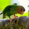 A wild Buff-faced Pygmy Parrot clings to a branch