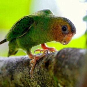A wild Buff-faced Pygmy Parrot clings to a branch