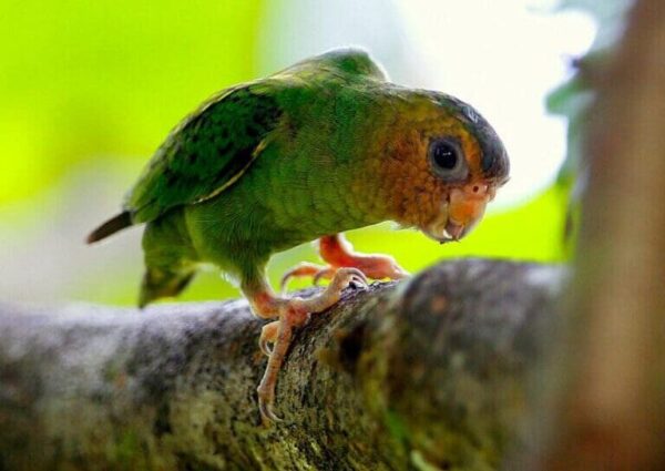 A wild Buff-faced Pygmy Parrot clings to a branch