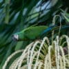 A wild Chestnut-fronted Macaw perches in a palm tree