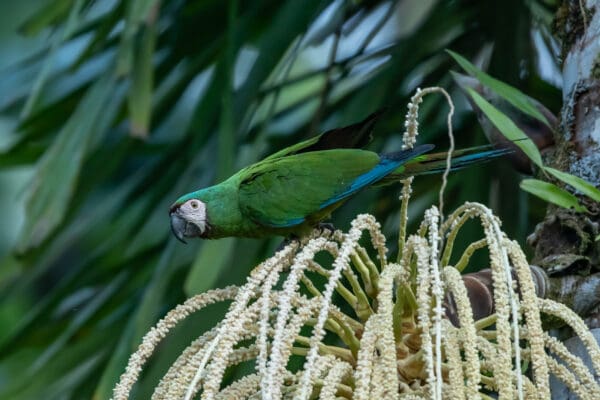 A wild Chestnut-fronted Macaw perches in a palm tree