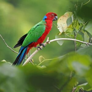 A wild Crimson Shining Parrot perches on a twig