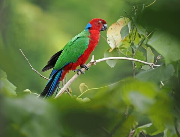 A wild Crimson Shining Parrot perches on a twig