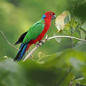 A wild Crimson Shining Parrot perches on a twig