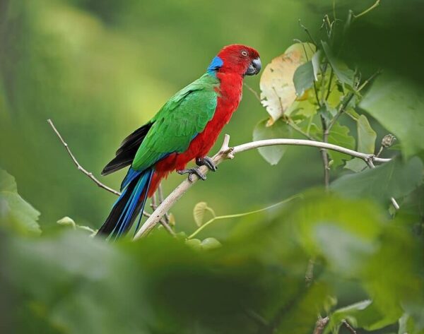 A wild Crimson Shining Parrot perches on a twig