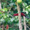 A wild Crimson Shining Parrot clings to a small trunk