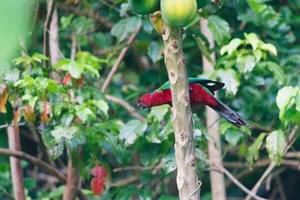 A wild Crimson Shining Parrot clings to a small trunk