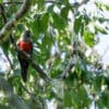 A wild Crimson-bellied Conure perches in a tree