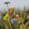 Wild Cuban Amazons perch in a bush