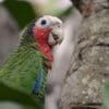 A Cuban Amazon perches in a tree