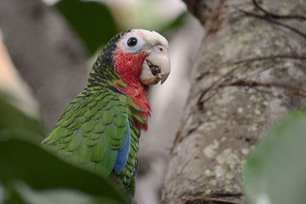 A Cuban Amazon perches in a tree