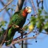 A wild Cuban Amazon perches in a tree