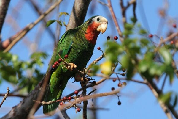 A wild Cuban Amazon perches in a tree