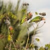 Wild Cuban Amazons perch in a bush
