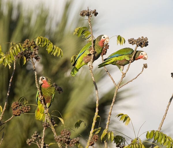 Wild Cuban Amazons perch in a bush