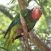 © budgora CC BY-NC-ND 2.0 via Flickr A wild Cuban Amazon perches on a branch