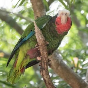 A wild Cuban Amazon perches on a branch