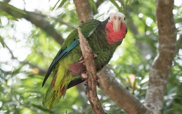 A wild Cuban Amazon perches on a branch