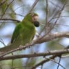 A wild Cuban Conure feeds on fruit
