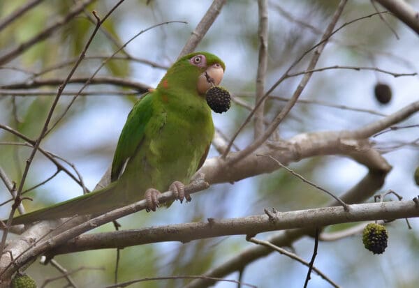 A wild Cuban Conure feeds on fruit