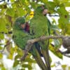 Wild Cuban Conures perch in a tree