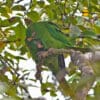 Wild Cuban Conures perch in a tree