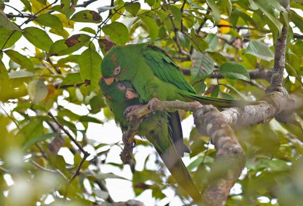 Wild Cuban Conures perch in a tree