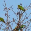 Wild Cuban Conures perch in a tree