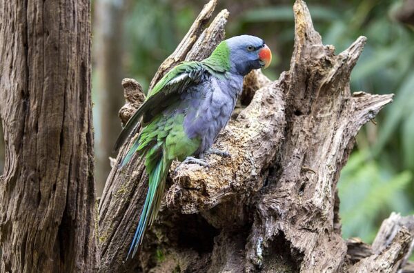 A wild Derbyan Parakeet perches on a snag