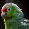 A closeup of a Diademed Amazon