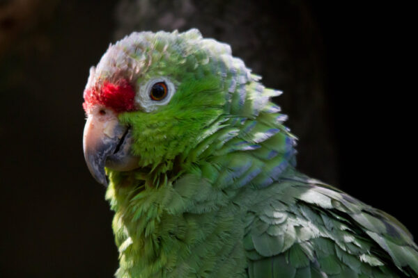 A closeup of a Diademed Amazon
