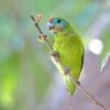 A wild Double-eyed Fig Parrot perches on a twig