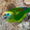 A wild Double-eyed Fig Parrot clings to a tree trunk