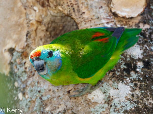 A wild Double-eyed Fig Parrot clings to a tree trunk