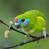 A female Double-eyed Fig Parrot feeding