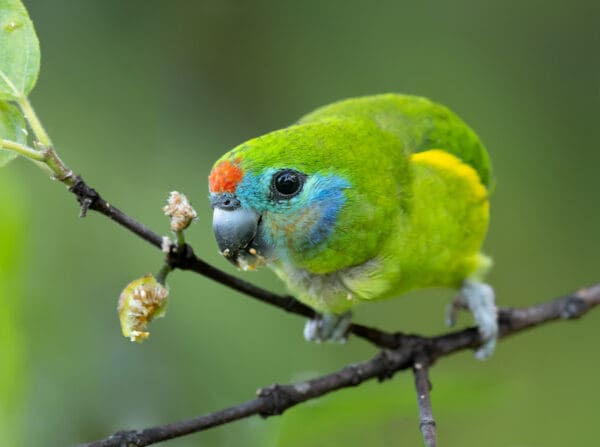 A female Double-eyed Fig Parrot feeding