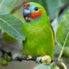 A wild male Double-eyed Fig Parrot feeding