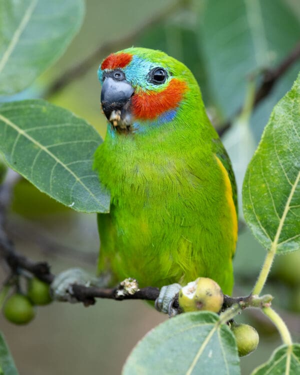 A wild male Double-eyed Fig Parrot feeding