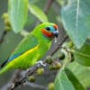 A wild male Double-eyed Fig Parrot feeding