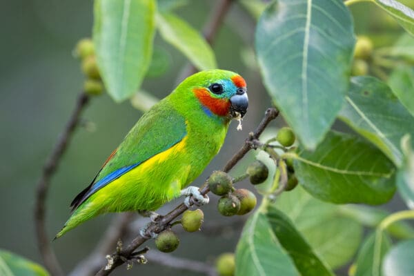 A wild male Double-eyed Fig Parrot feeding