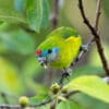 A wild female Double-eyed Fig Parrot feeding