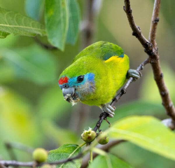 A wild female Double-eyed Fig Parrot feeding