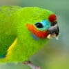 A closeup of a wild male Double-eyed Fig Parrot feeding