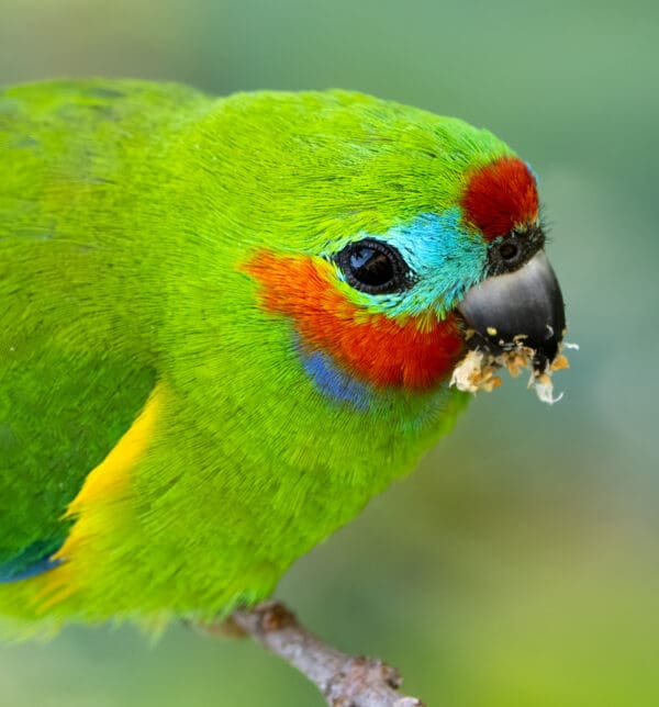 A closeup of a wild male Double-eyed Fig Parrot feeding