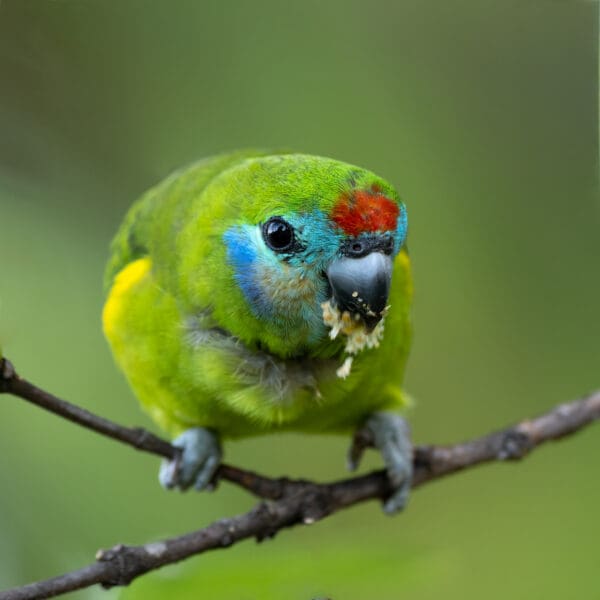 A wild female Double-eyed Fig Parrot perches on a branch