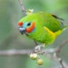 A wild male Double-eyed Fig Parrot feeding